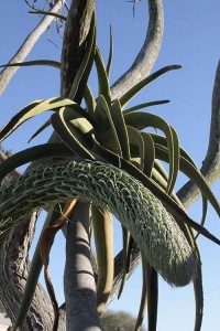 Agave attenuata colliding with tree aloes