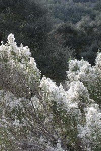 Baccharis in seed medium view