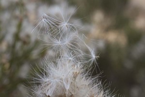 Baccharis seed detail