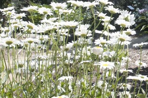 Burbank Shasta daisies