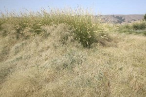 Cornerstone Greenlee mixed grasses 2