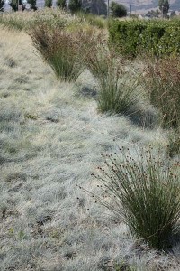 Cornerstone Greenlee mixed grasses