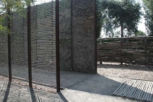 Cornerstone Walter Hood Eucalyptus Memory 2