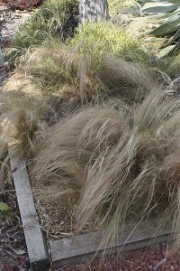 Feathergrass in the ground