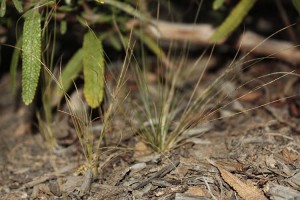 Feathergrass seedlings under sage