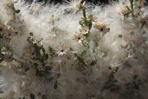 Fuzzy baccharis seedhead