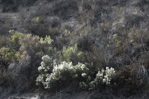 Hillside with baccharis pilularis with seed