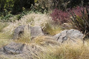 J vineyards stones and grass like plants