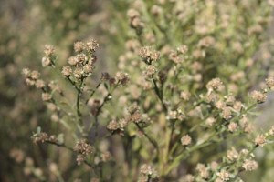 Male baccharis closup
