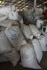 Recon Bags of Isocoma menziesii seeds