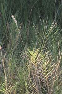 Recon Distichilis spicata