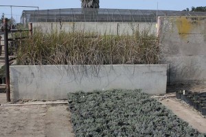 Recon troughs of plants