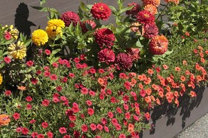 Rodney Strong Calibrachoa and zinnias