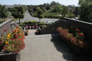 Rodney Strong planter boxes