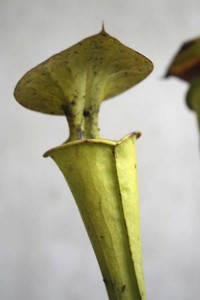 Sarracenia flava variety maxima