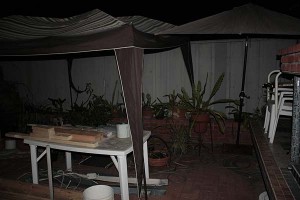 Sheltered plants after the demolition