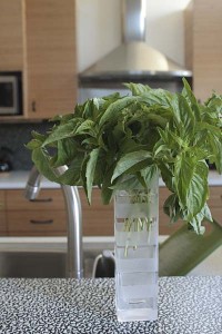 basil-bouquet