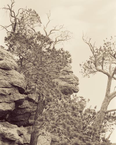 chiricahua-old-maid.jpg