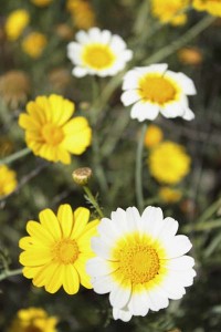 chrysanthemums-closeup-white-and-yellow-forms1