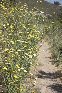 chrysanthemums-trailside1