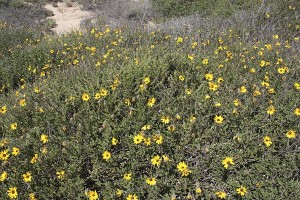 encelia-californica