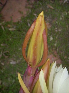 epiphyllum-bud