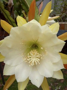 epiphyllum-frontal