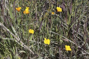 escholzia-californica-maritima-in-situ