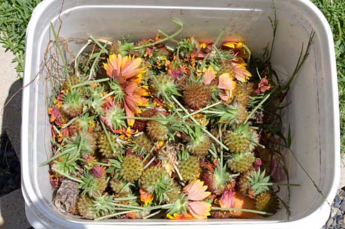 Bucket of deadheaded blooms