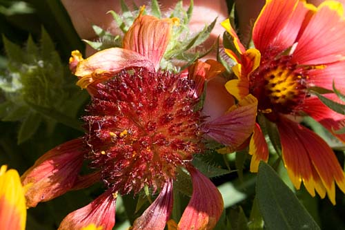 Gaillardias to deadhead