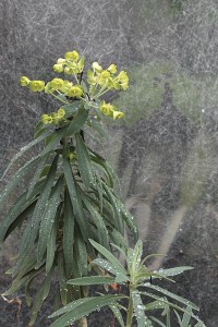 greenhouse-euphorbia-outside