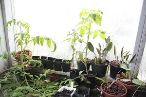 greenhouseinside