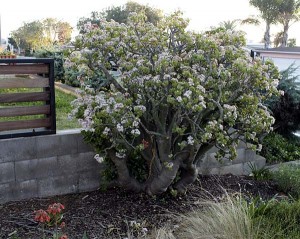jadeplant