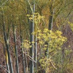 Invasive fennel