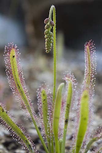 Cape sundew