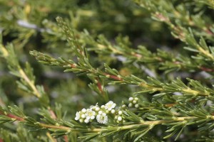 Adenostoma fasciculatum