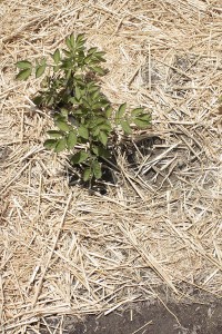 Asa Sonjasdotter The Way Potatoes Go detail_plant1