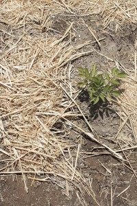 Asa Sonjasdotter The Way Potatoes Go detail_plant2