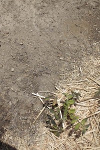 Asa Sonjasdotter The Way Potatoes Go detail_plant4