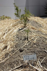 Asa Sonjasdotter The Way Potatoes Go detail_plant5