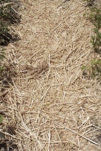 Asa Sonjasdotter The Way Potatoes Go detail_plant6