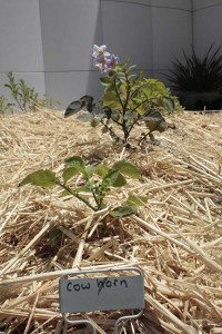 Asa Sonjasdotter The Way Potatoes Go detail_plant7