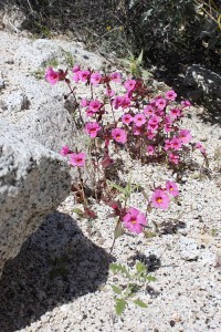Bigelows monkey flower Mimulus bigelovii var bigelovii - Copy