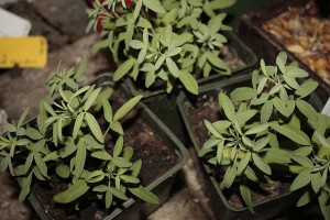 Bladderpods in the greenhouse