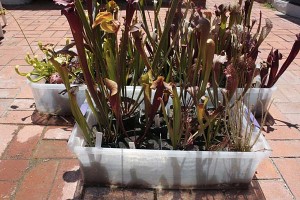 Bog plants in water trays