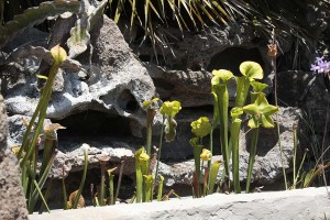 Bog two from the side