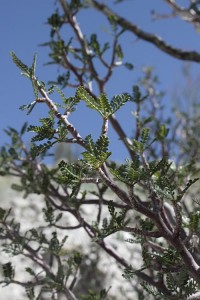 Bursera microphylla - Copy