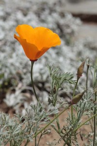 California poppy