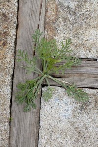 California poppy weed