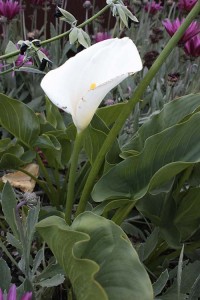 Calla lily